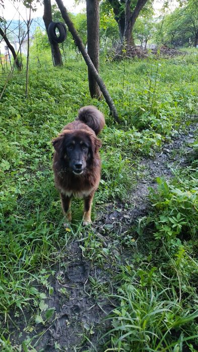 Mastiff Tibetan femelă