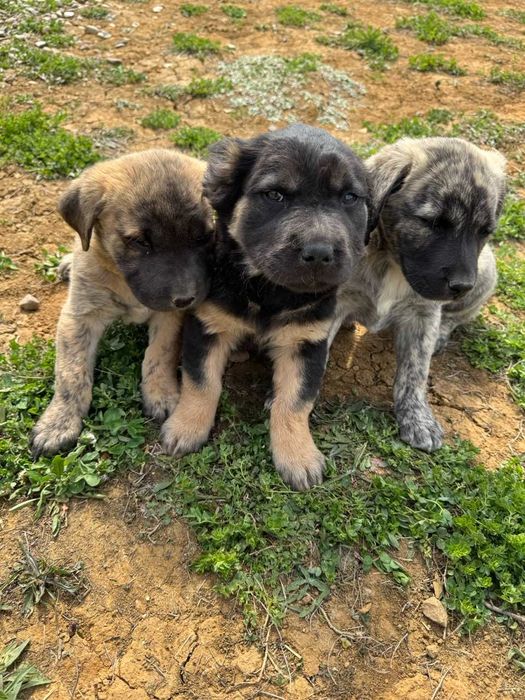 Donez catei 8 saptamani