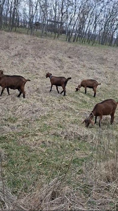 Vând 8 capre cu iezi, metiși alpină franceză  cu anglonubiană