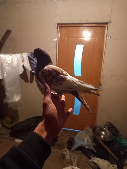 Даулетбаев нұрсұлтан