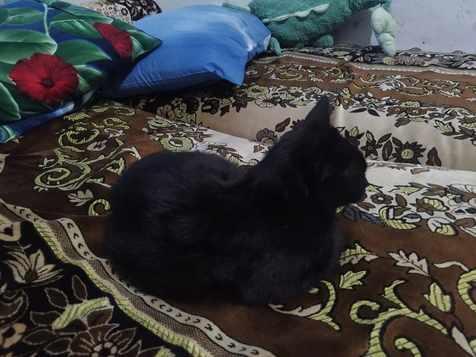 Отдам, бесплатно, в добрые руки