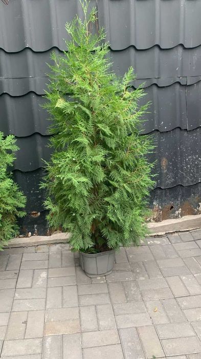 Продам красивые туи — 2 штуки!