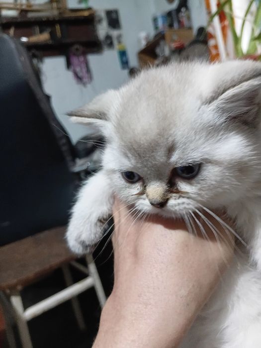 Породистые котята