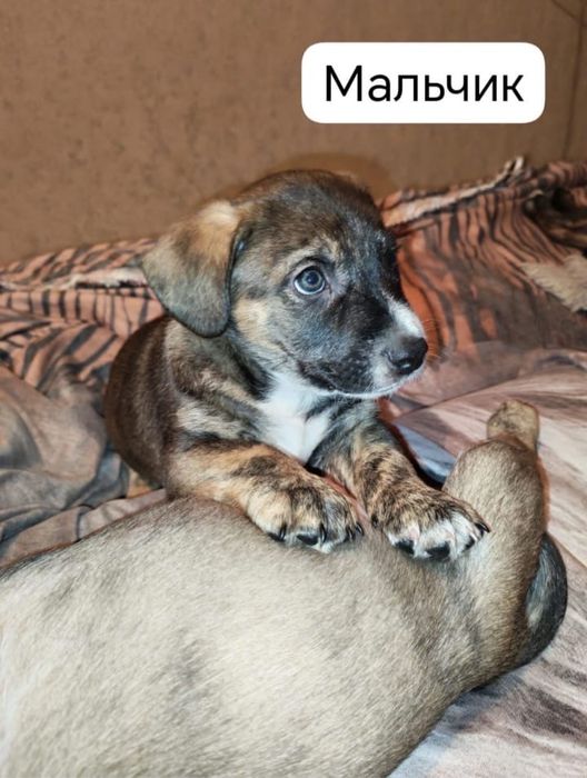 Отдаем щенков в добрые руки