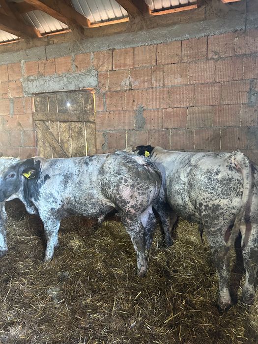 De vânzare 10 tauri, toți masculi  5 belgieni și 5 bălțați cu greutatea de la 300 kg în sus  Locație Danestii Chioarului Maramureș   0749764996