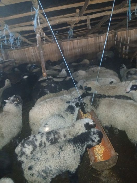 Vând miei 50 de bucati