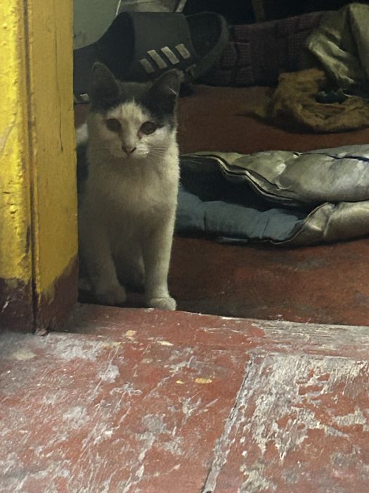 Отдам котенка срочно