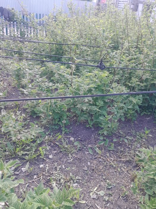 Продам саженцы малины