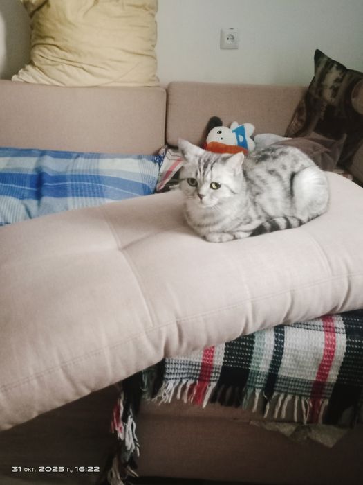 Британская кошка