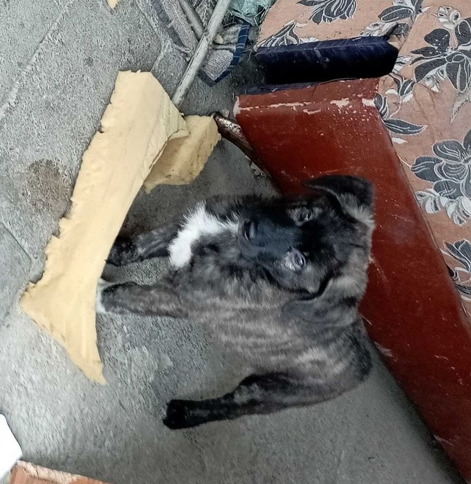 щенок в хорошие руки