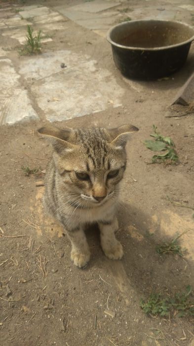 Отдам бесплатно котят