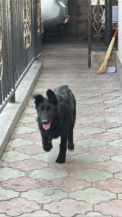 Чёрная немецкая овчарка