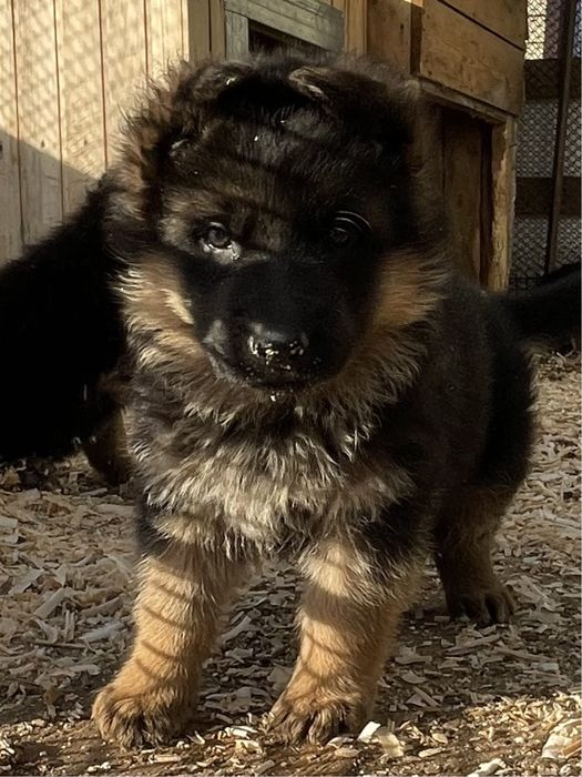 Щенки немецкой овчарки