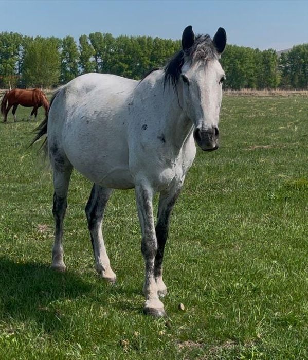 Құлынды биелер  сатылады