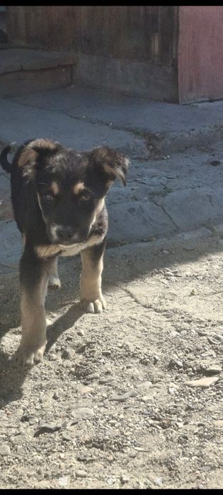 Щенок  бесплатно