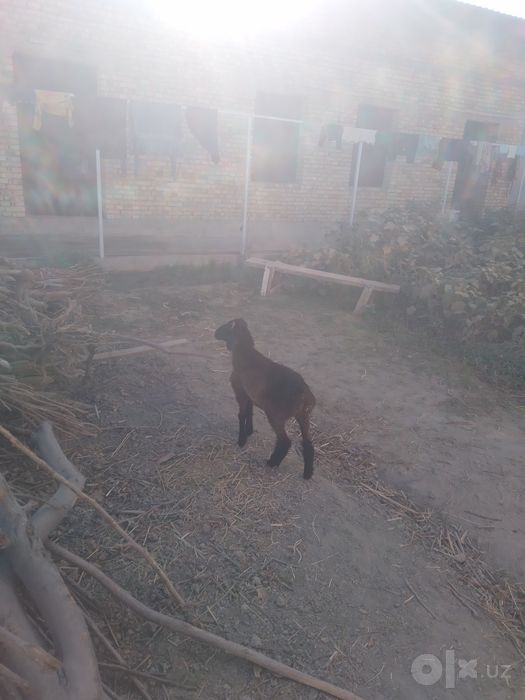 Qazoqi  q6chqorbarra  sotiladi