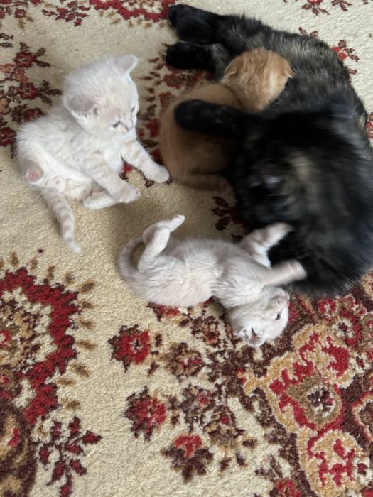 Продаются замечательные котята