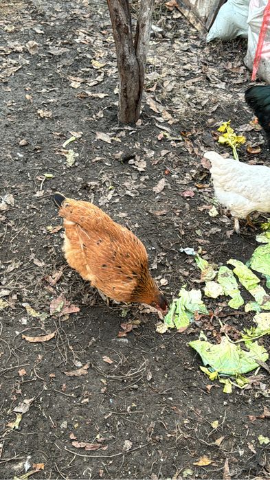 Продам кур молодых