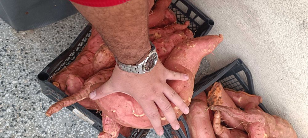 Разсад батат и сладки картофи