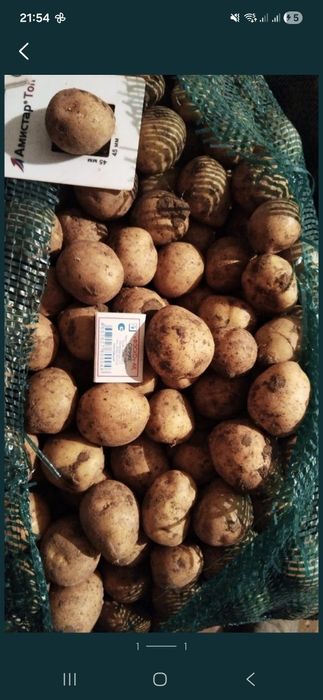 Продам семенной картофель Гала, 3 репродукция