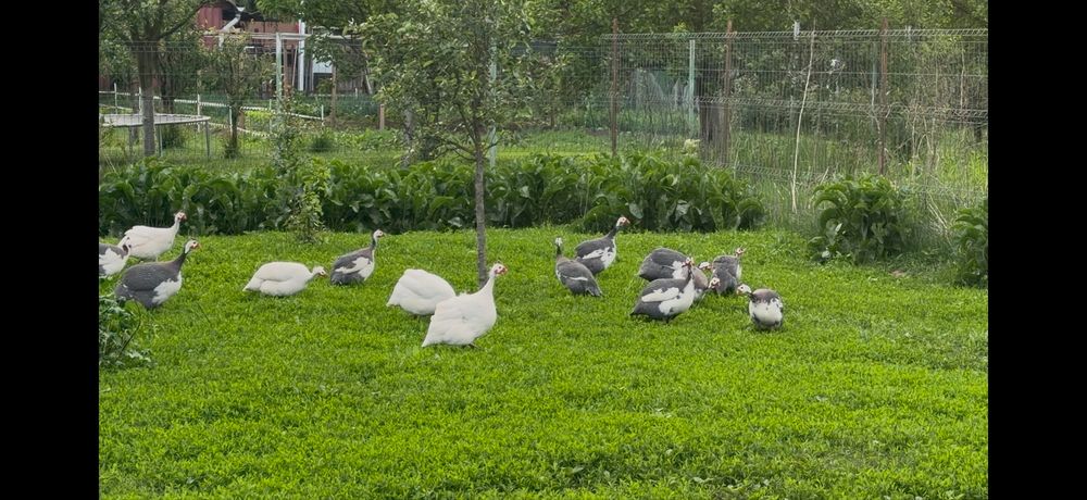 Vând masculi de bibilică tineri din 2025