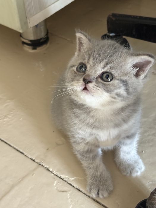 Котята британцы- шотландцы