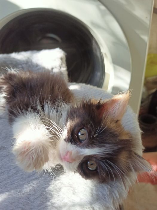 Котята пушистики