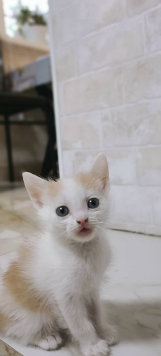 Отдам котенка в добрые руки