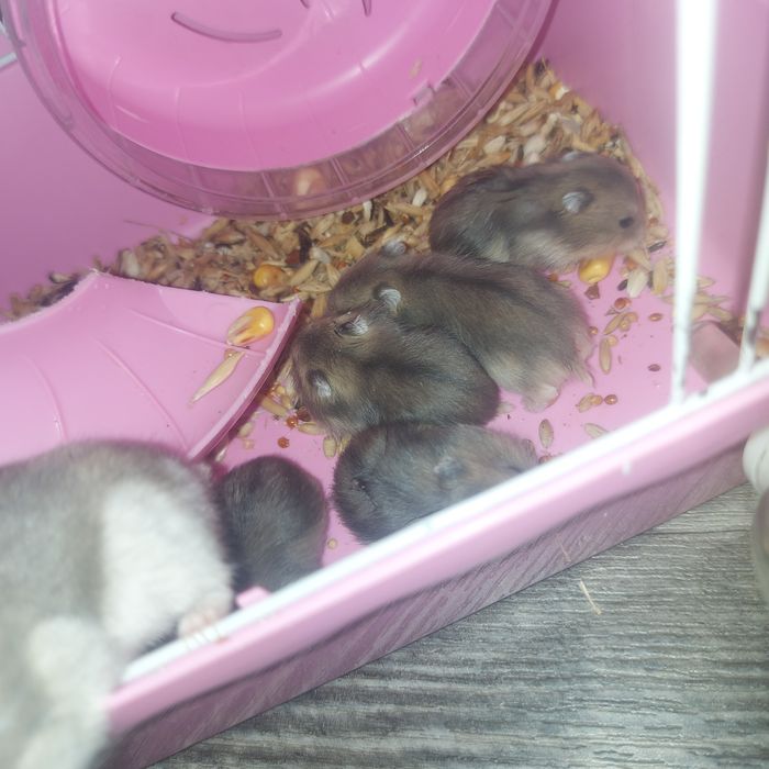 Хомяки джунгарики.