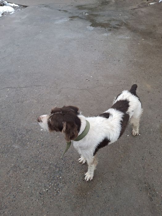 Курцхаар сатылады 1 жасар