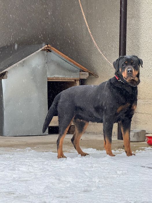 Женски Ротвайлер