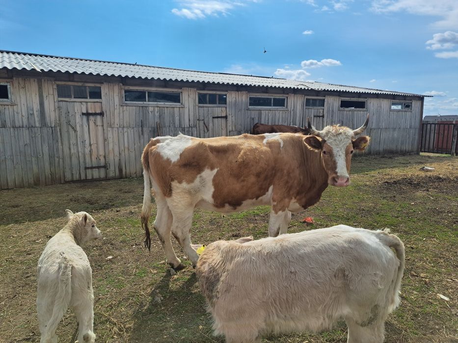 Продам коров 3головы