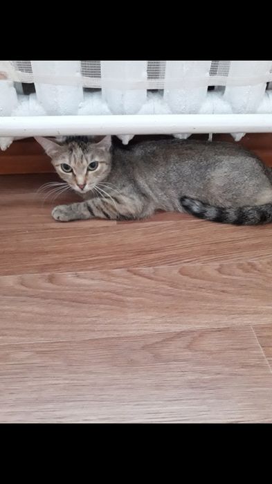 Кошечка молоденькая