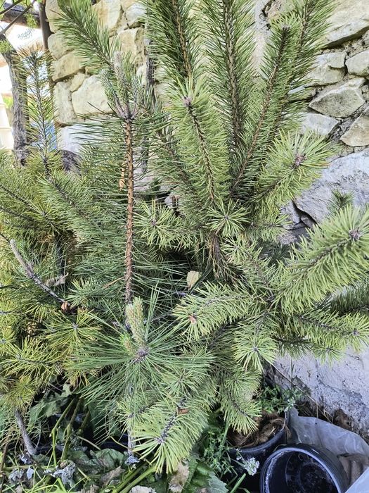 Бяла БРЕЗА - фиданки в контейнер и БОР в контейнер