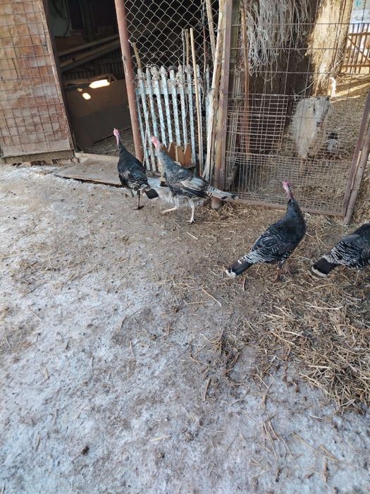 Продам домашних индюков