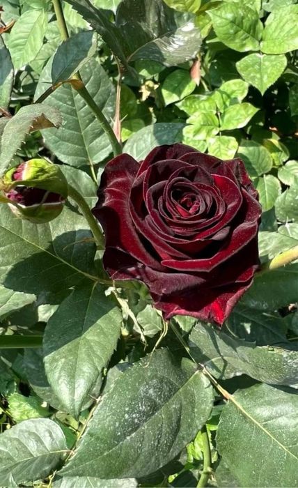 Роза көшет. Сорт черная магия.