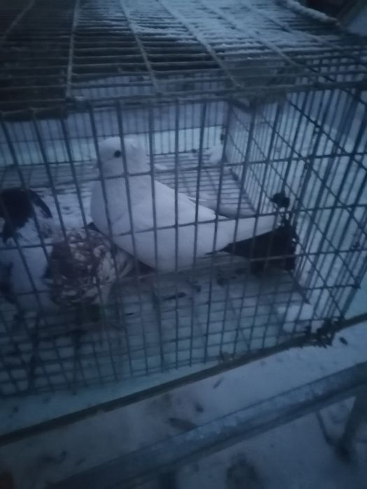 Продам голубей хорошее