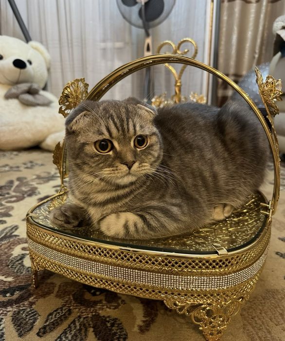 Продам шотландские котят