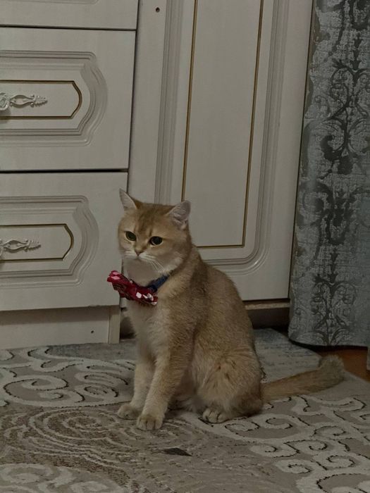 Продаётся кошечка породы британская золотая шиншилла