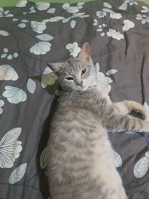 В хорошие руки котенок