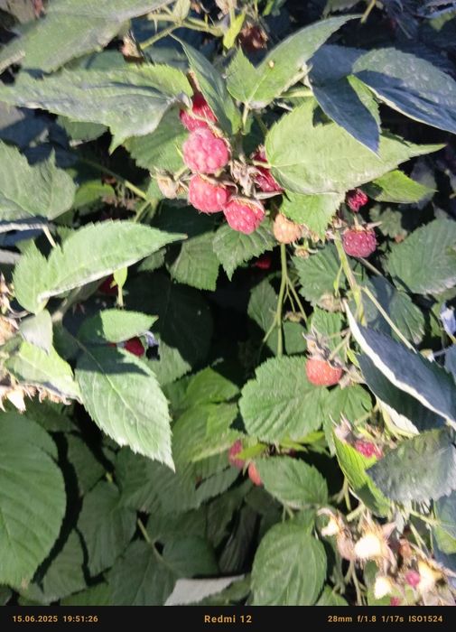 Домашняя свежая малина