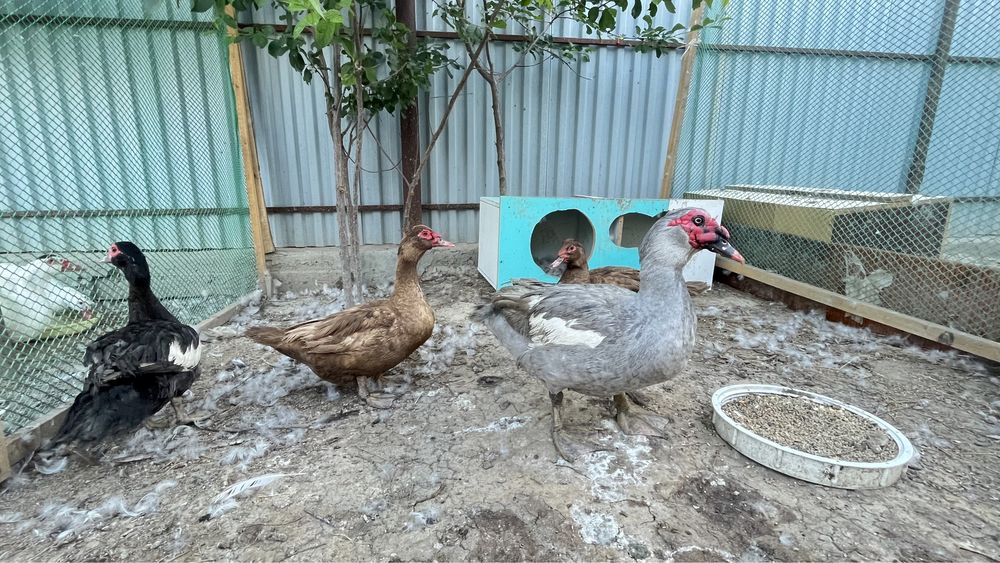 Мусксный утка Индаутка