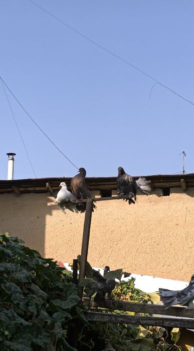 Kaptarlar zoti Pavlin