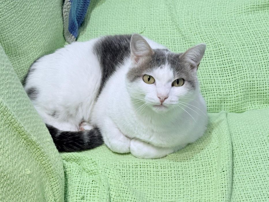 Bianca deparazitata intern extern, sterilizata