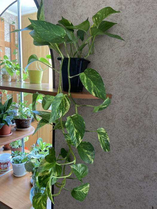 ,Сциндвптусы,сингониумы,эпипремнум