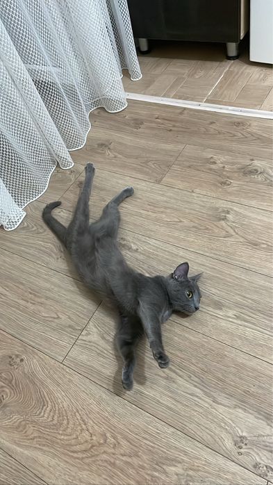 Отдам кошку в добрые руки