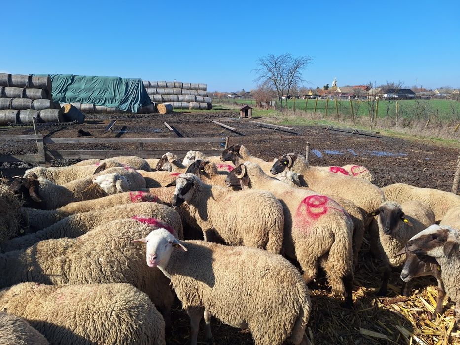 Vand 10 berbeci Tigai de ținut!