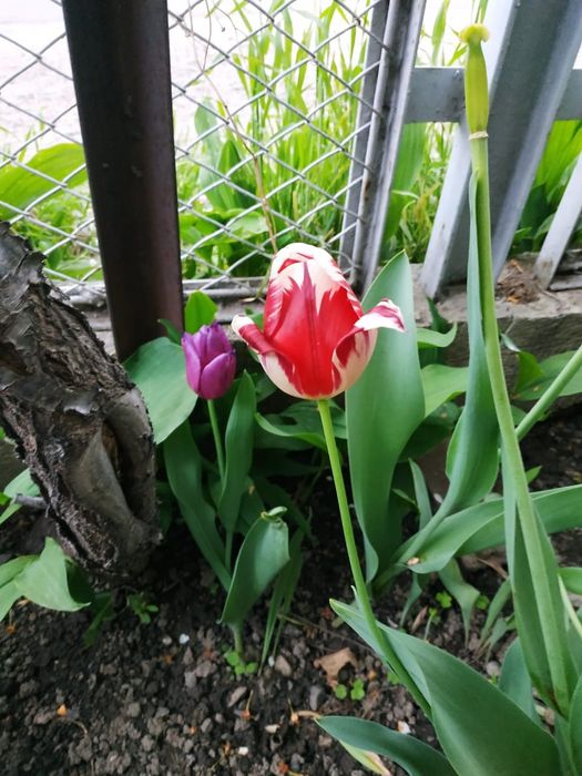 Тюльпаны - луковицы