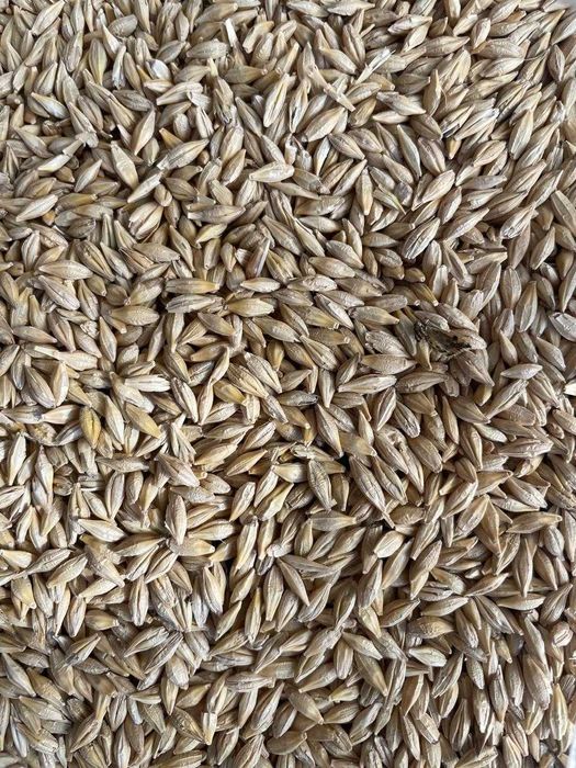 Продам ячмень 1400 т. по 110 000 тг, г. Атбасар с эл. ТОО "ХПП Лана"