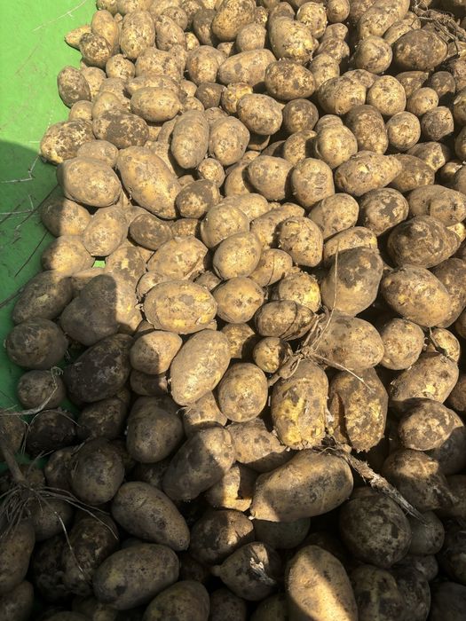 Картофель гала пойдет на храние